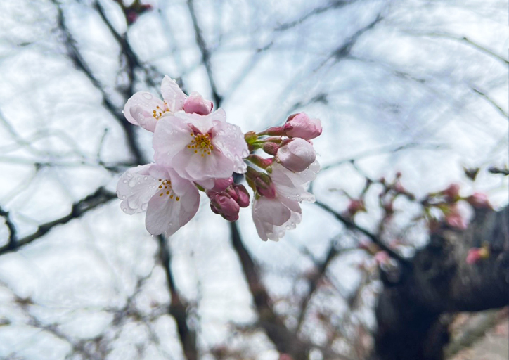 3月25日「開花宣言」