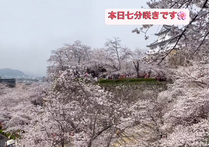 「津山城」開花状況